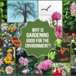 Why Is Gardening Good for the Environment?