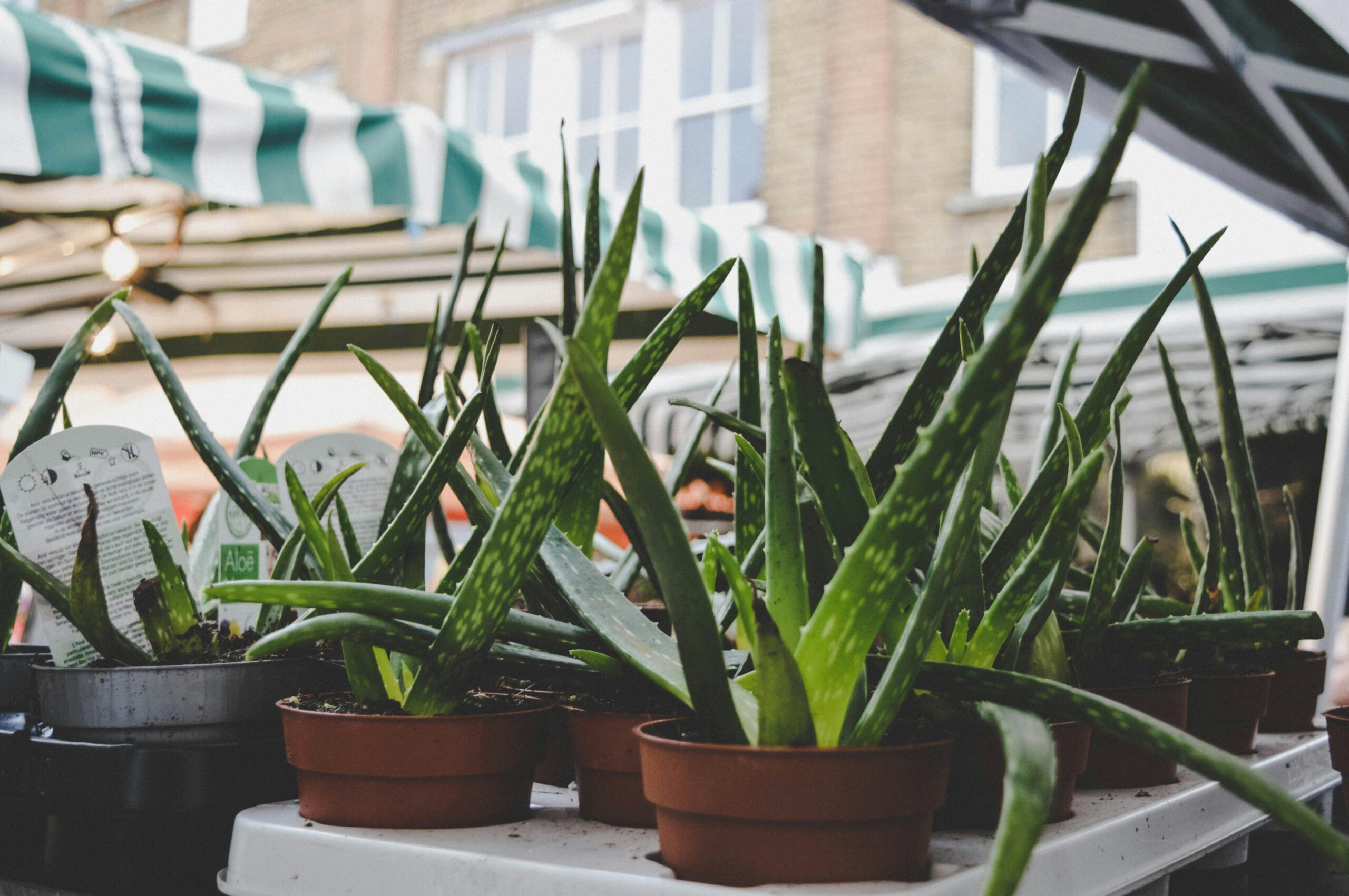 Easy to grow plants for urban beginners